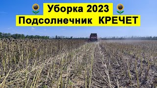 Уборка 2023 🌻 Подсолнечник Кречет (Щелково)