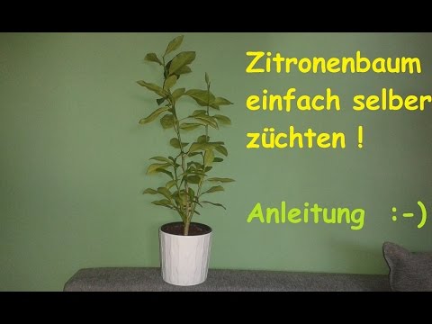 Video: Zu Hause einen Zitronenbaum anbauen