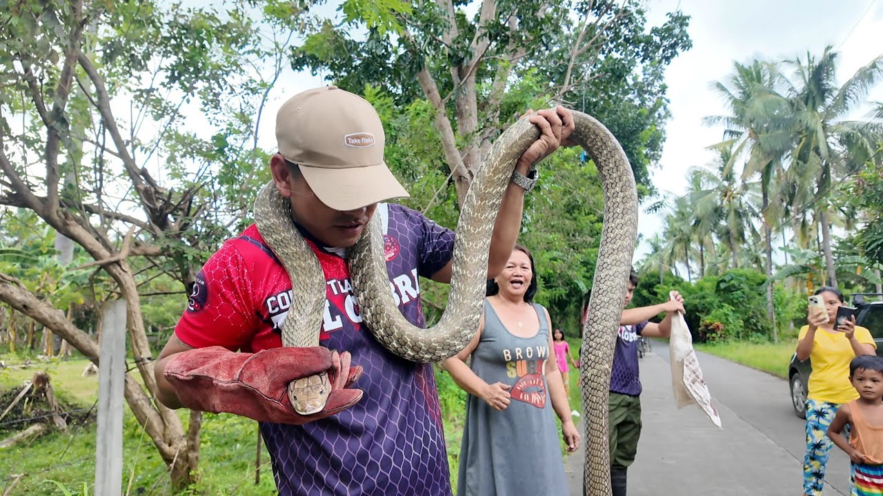 LAGPAS SA KALSADA ANG HABA NG KING COBRA| IBABANG TALIM LUCENA CITY