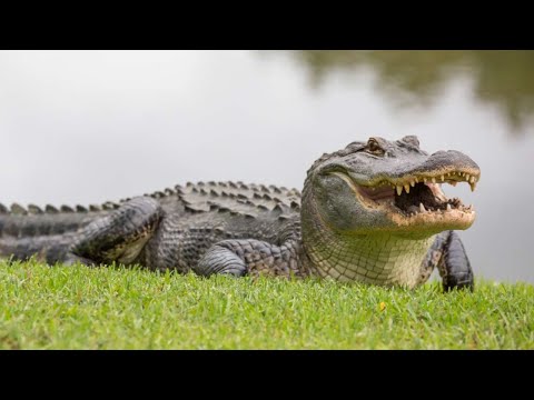 Животный страх: Аллигаторы (Документальные фильмы National Geographic)