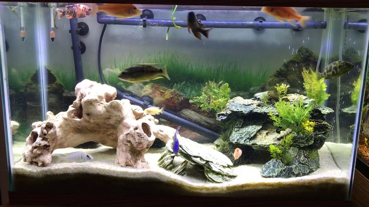 aquarium plants My Peacock Cichlid tank.