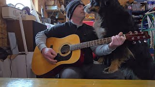 Testing a Washburn D10n acoustic guitar with my Burnese Mountain Dog . 