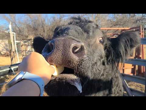 #shorts OUR BULL WILBUR SO FUNNY FEEDING APPLE || SALIVA CAME OUT! IS HE EXCITED?