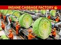 Inside the 100,000 LB Cabbage Factory – Satisfying Coleslaw Production 🔥