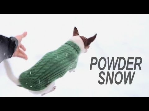 Why chihuahuas don't run on the snow?