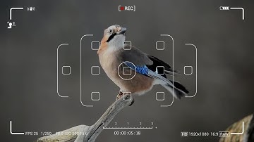 Camera Screen Recordings-09 Motion Graphics