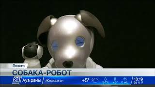 Sony возобновляет производство собак-роботов Aibo Sony возобновляет производство собак-роботов Aibo