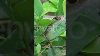 Black Mamba Snake Hissing Sound Effectmamba Snake Venomus Snake