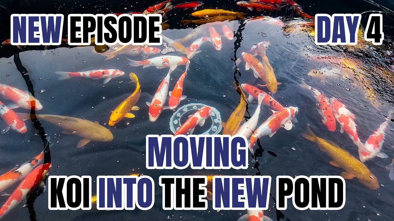 Day 4 of Fixing My Destroyed Koi Farm! Moving Koi into the new pond!