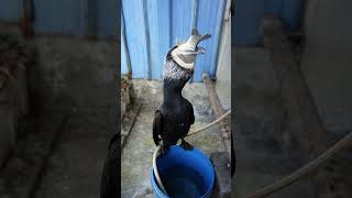 Great Cormorant Eats The Whole Fish Instantly #Fishing