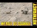 Weasel vs Ground Squirrel: Nature's Combat