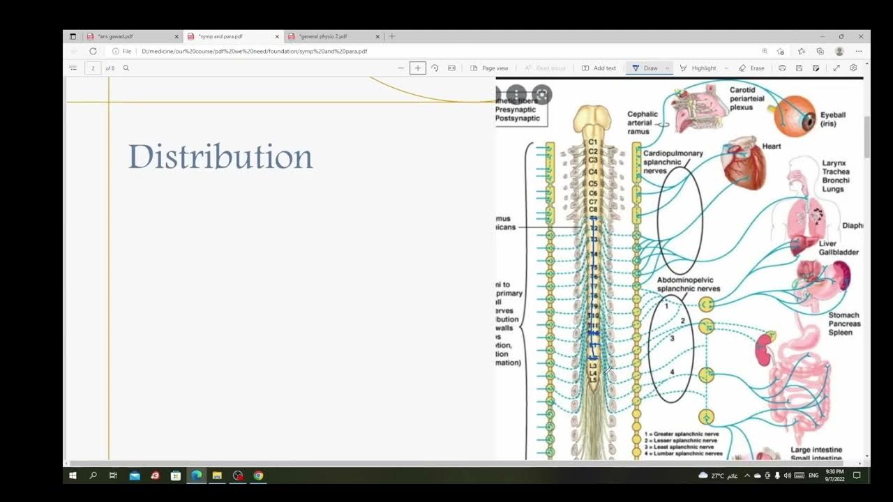 Autonomic ganglia, sympathetic and parasympathetic nervous system Biology Diagrams
