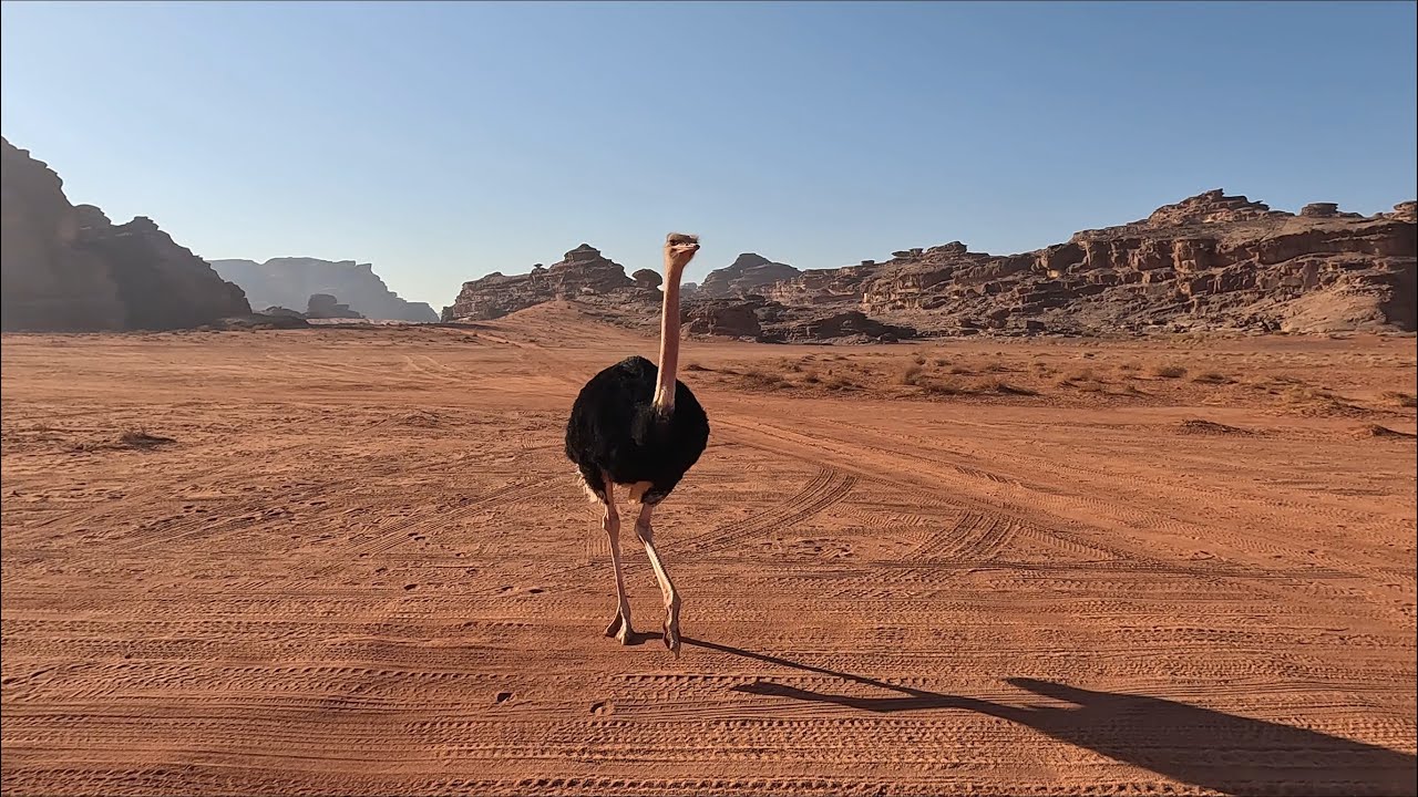 78- رحلة محمية نيوم في بجدة نوفمبر 2025