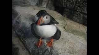 Amazing puffins bird in Montreal Biodome