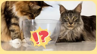 🐾 Discover the latest game for Maine Coon: endless fun with Sherkan and Shippie! V116 by Maine Coon Cats TV 281 views 3 months ago 3 minutes, 17 seconds