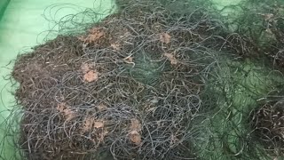 Download Lagu Cách xác định lượng thức ăn cho lươn sao cho không bị dư hay thiếu thức ăn. ĐT /ZALO 0989259906 MP3