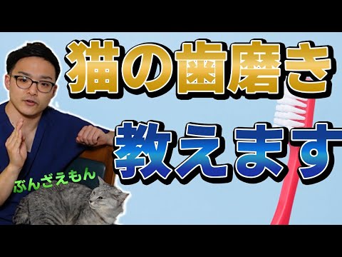 【猫の歯磨きのやり方】無理にやらなくてよい？？歯のケアで一番大事なこと