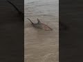 Corpus Christi Texas  Shark Attack