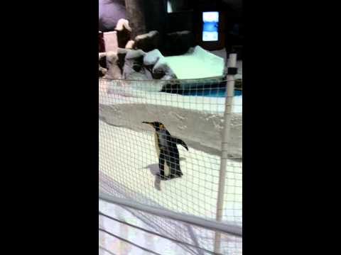 Ski dubai penguin