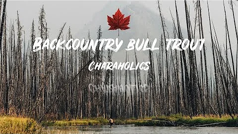 Monster Backcountry Bull Trout Fishing Canada