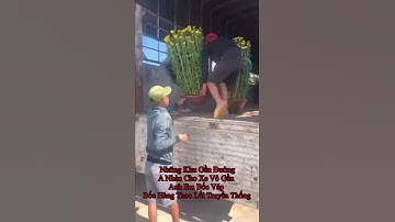 Hoa Cúc Tết Ninh Giang 2022 Chậu 40 60 80 90 1M CÔNG TY CP SX KD HOA CÚC NINH GIANG KHÁNH HOÀ NHÀN