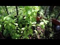 Garden Rulez - Plant-by-Plant Tour - Part I