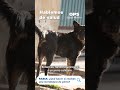 ¿Te mordió un perro? Actúa rápido