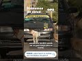 ¿Te mordió un perro? Actúa rápido