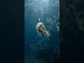 NAUTILU“ Flotabilidad Controlada”