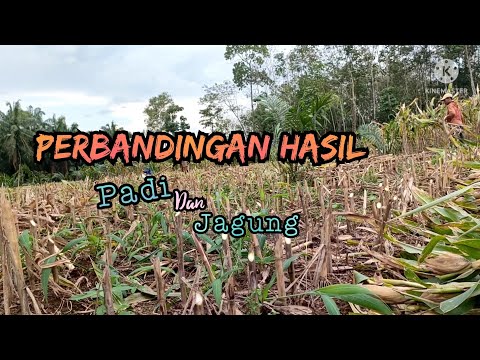 Jagung Termasuk Padi