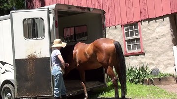Roo Trailer Loading with Clicker Day 5