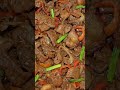Steak Pork Beef Steak Pork Beef