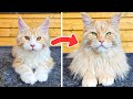The magic kitten transformation