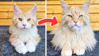 The Magic Kitten Transformation!