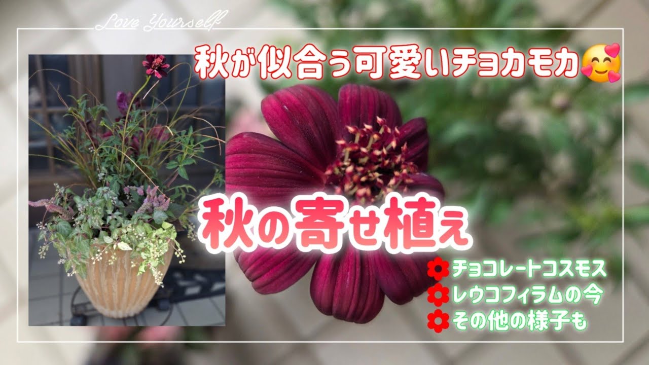 Коралл-медуза тоже милый💕【Осенняя посадка】Другие лейкофиллумы😀