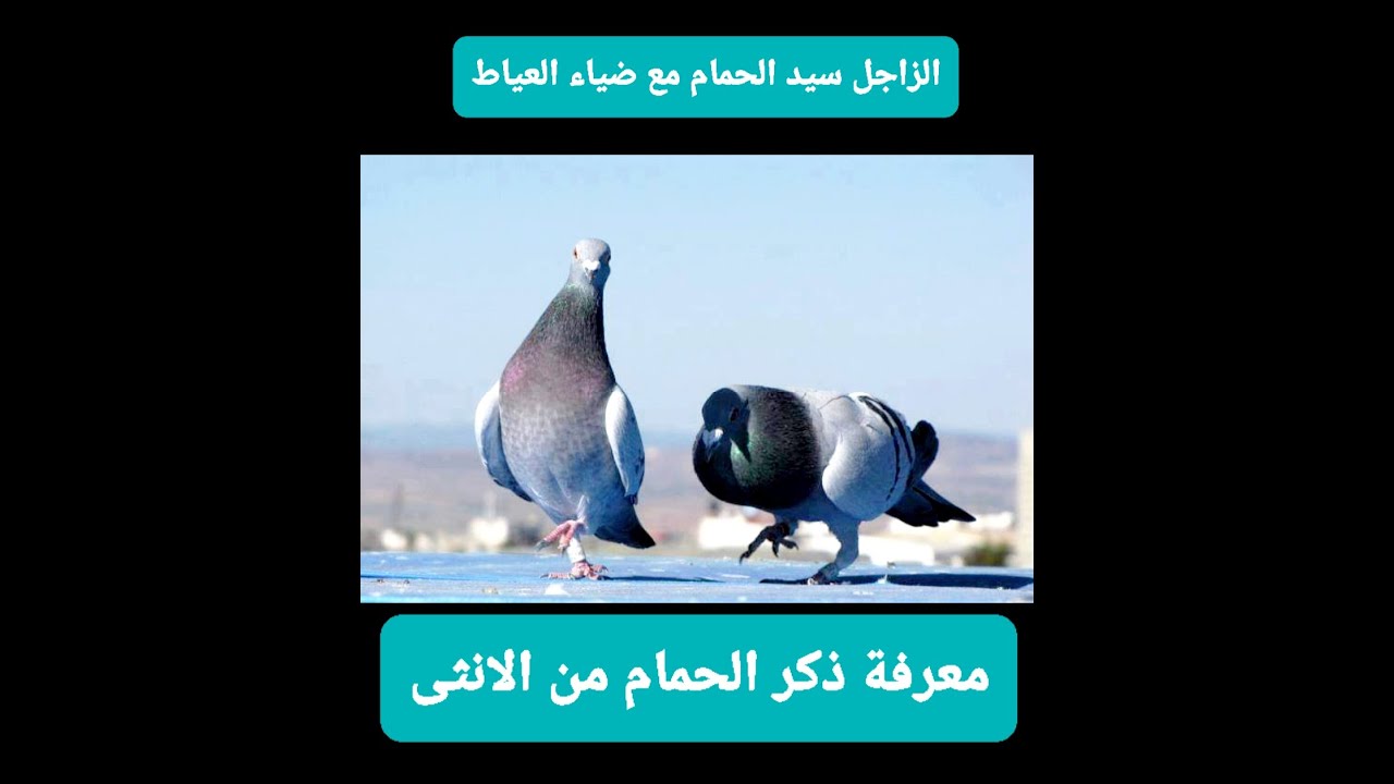 معرفة الذكر من الانثى فى الحمام