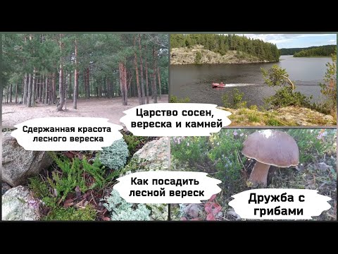 Как посадить дикорастущий лесной вереск.