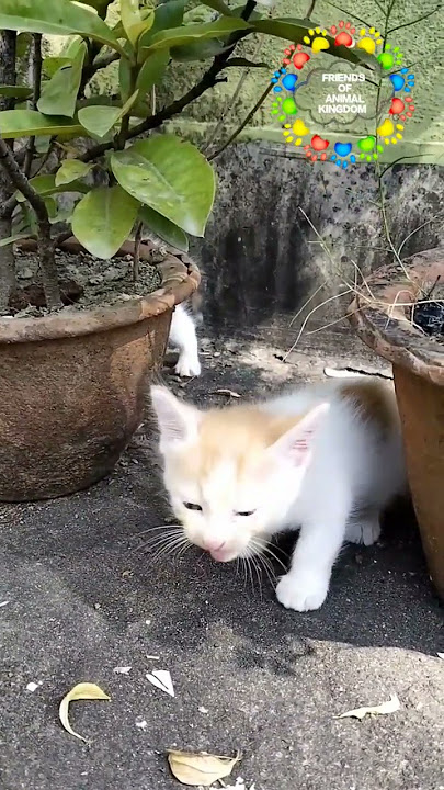 kitten calling mother cat 😺original kitten sound #babycat #catvideos #kitten #cat #short2022