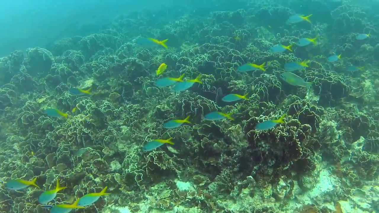 Diving Koh Tao December 2013 YouTube