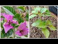 Bougainvillea flower, How To Grow Bougainvillea from Cuttings