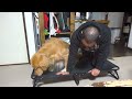 愛犬がパパ離れできなくて大変困って(喜んで)います