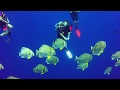 Red Sea Diving June 2018