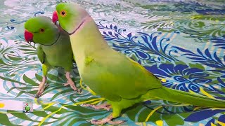 Two Funny Dancing And Talking Parrots