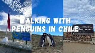Walking with Penguins on Isla Magdalena - Chile