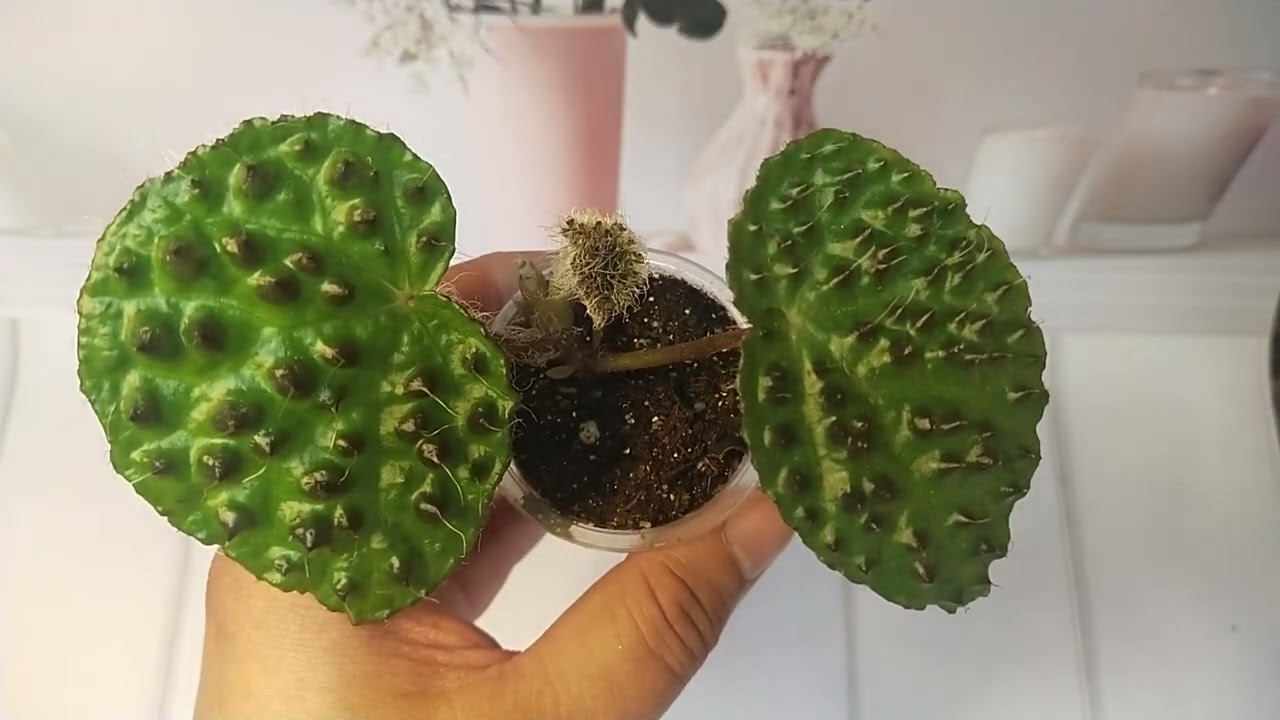 ❤️Излишки деток бегоний почтой❤️