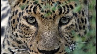 Леопард. Уберечь каждого. Леопард. Уберечь каждого.