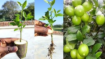 How to propagate lemon tree from cuttings with banana || With 100% success