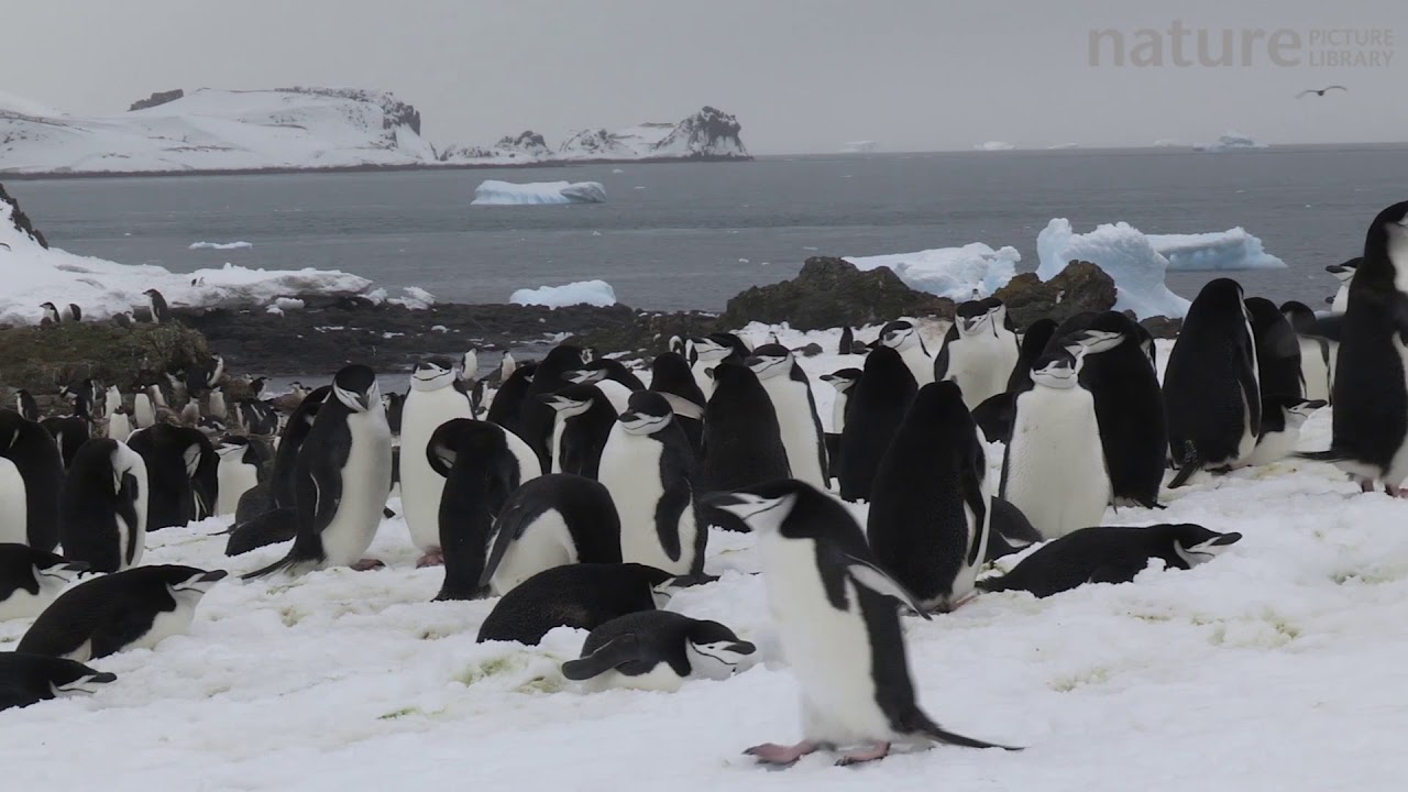 footage of chernobyl Chinstrap penguin breeding colony, Aitcho Island, South Shetland Islands.