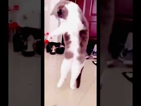 دلعو يا دلعو خش وشوف الروقان