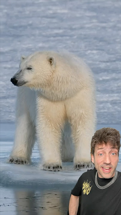 The Polar Bear is absolutely TERRIFYING